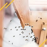 Conduite de ruche Kényane