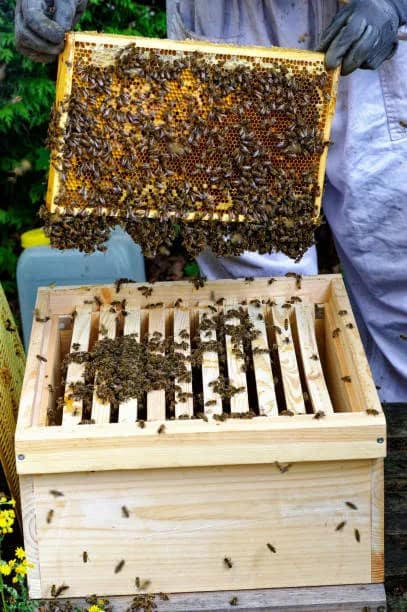 l'apiculture en ruche warré