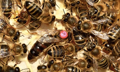 remérrer une colonie d'abeilles